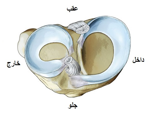 منیسک های زانو