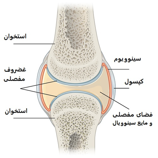 نمایش شماتیک مفصل و کپسول مفصل 