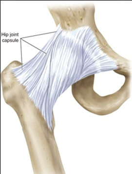 کپسول مفصل هیپ