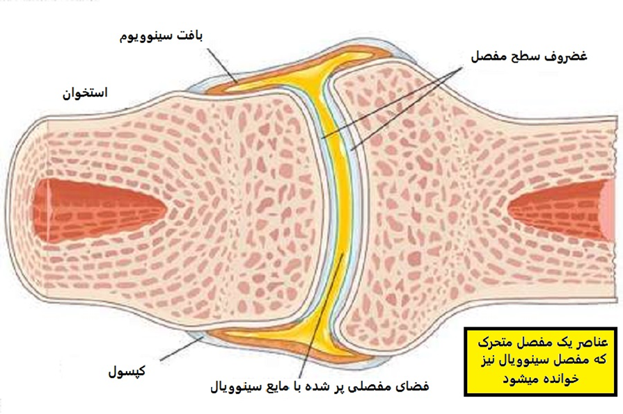 نمایش شماتیک مفصل و مایع مفصلی 