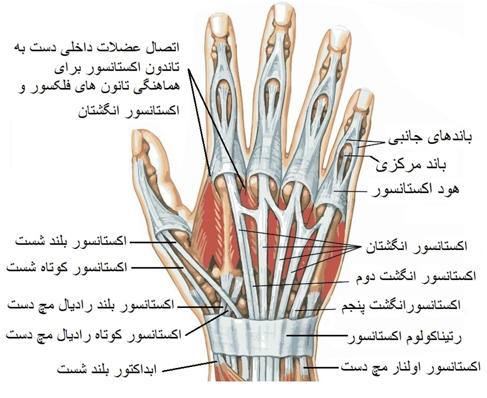 تاندون های دورسال مچ دست