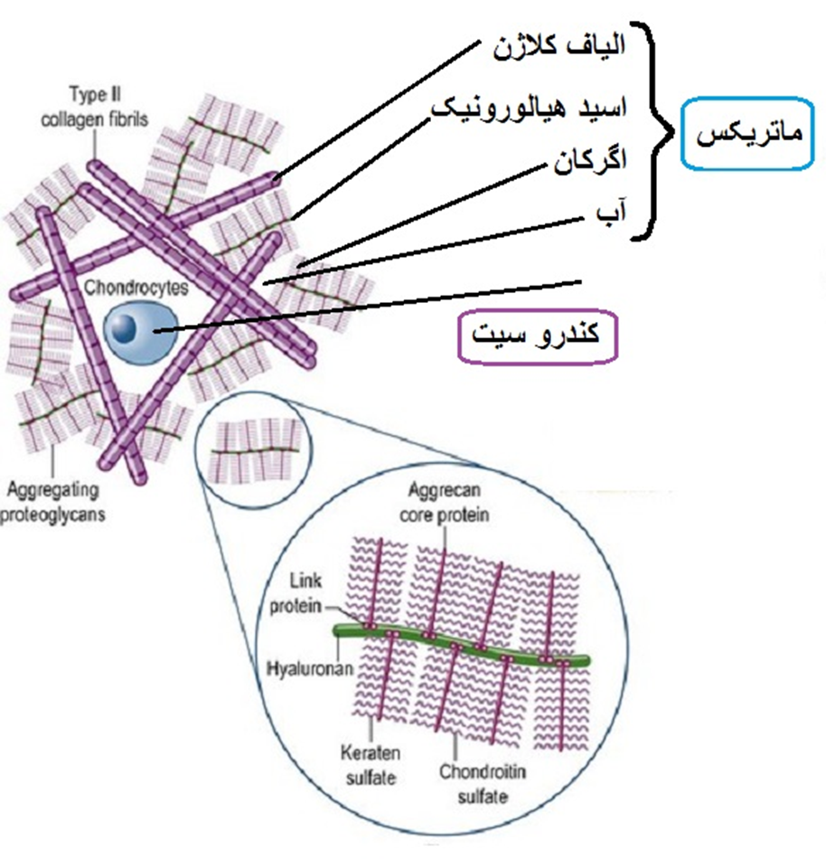 عناصر ماتریکس غضروفی
