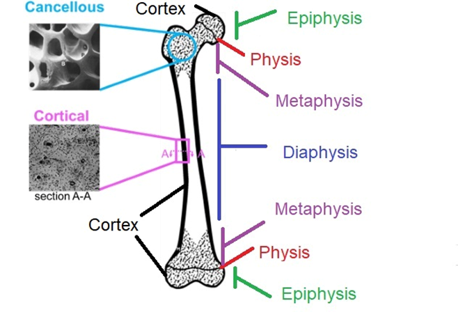 بافت استخوانی کورتیکال و کنسلوس
