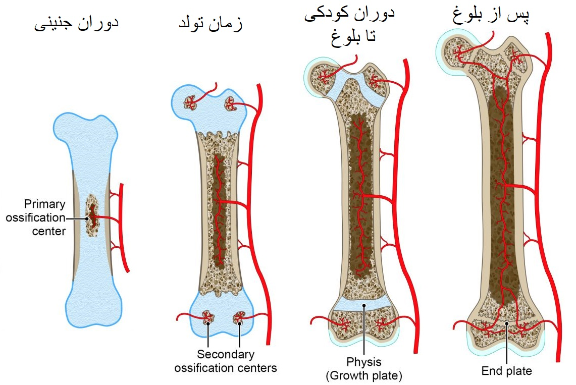 استخوانی شدن غضروف سازنده استخوان ازجنین تا بلوغ