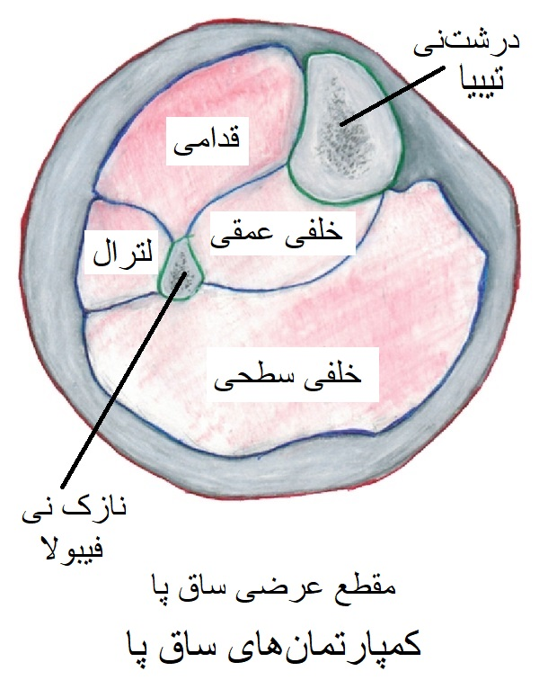 کمپارتمان های ساق پا