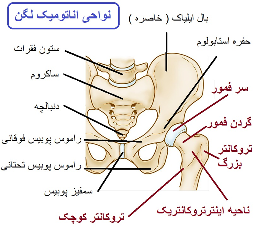 آناتومی هیپ و لگن