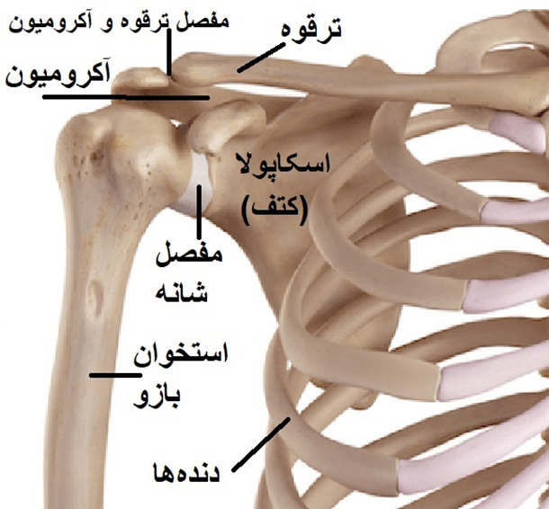 استخوان های مفصل شانه