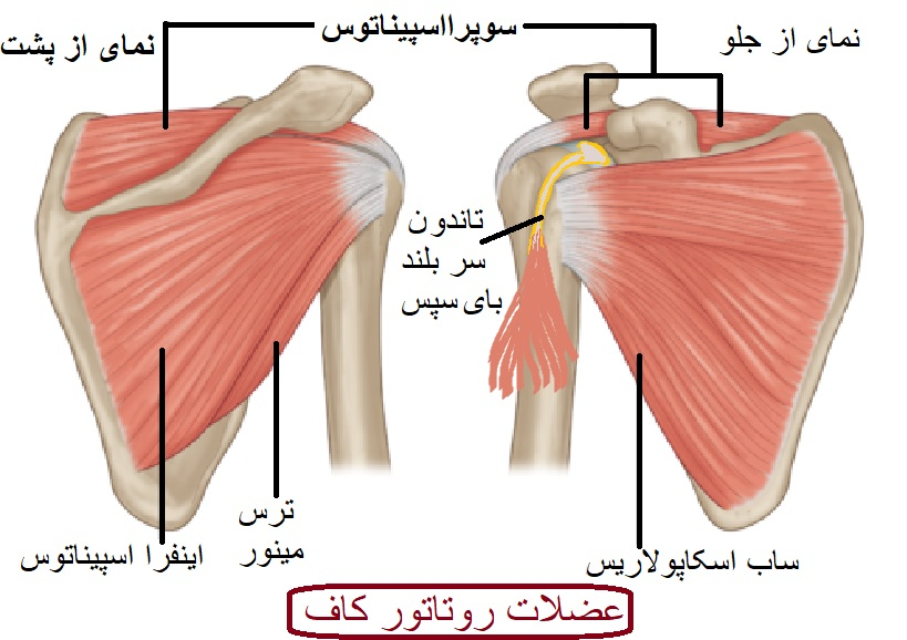 عضلات کاف چرخاننده روتاتور کاف