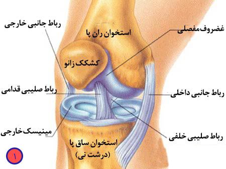 آناتومی مفصل زانو - فیزیوتراپی در آرتروز زانو