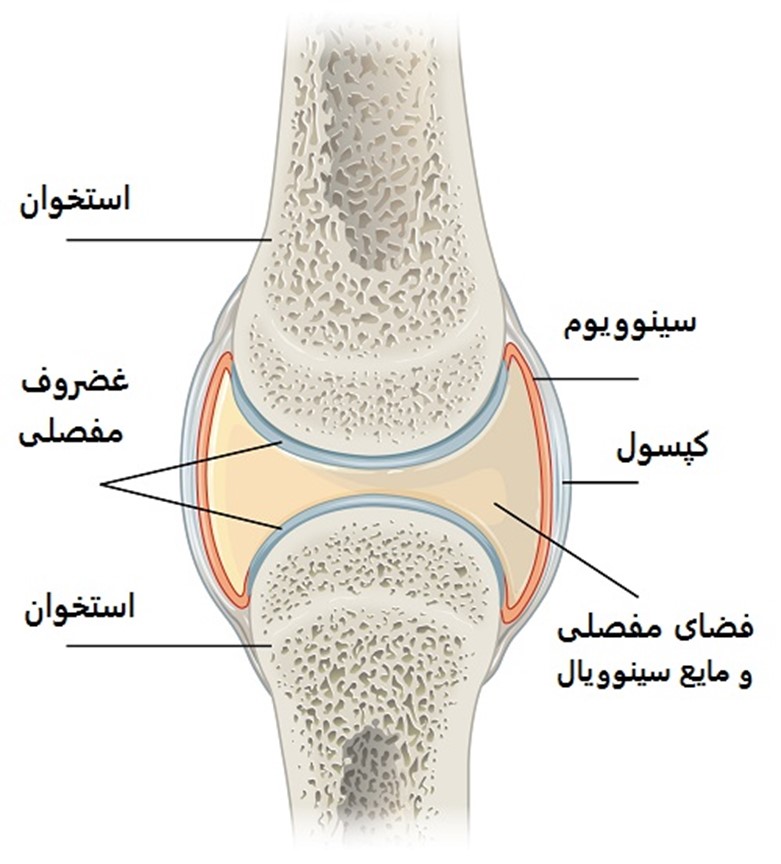 کلیات ساختار و عملکرد مفصل و اجزاء آن