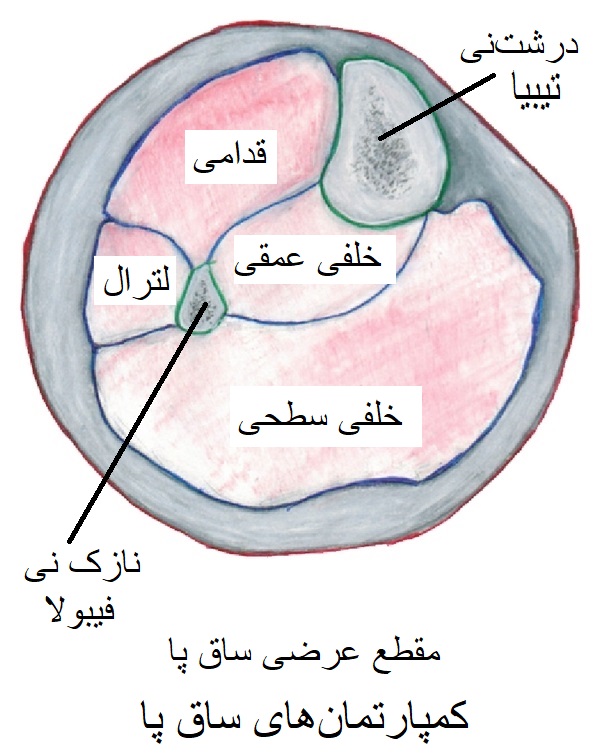 سـندروم  كمپارتمان