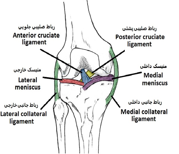 رباط های پایدارکننده مفصل  Ligaments