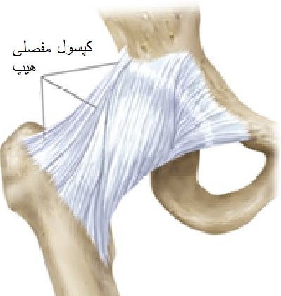 کپسول مفصل   Joint Capsule  چیست و در مفصل چه نقشی دارد