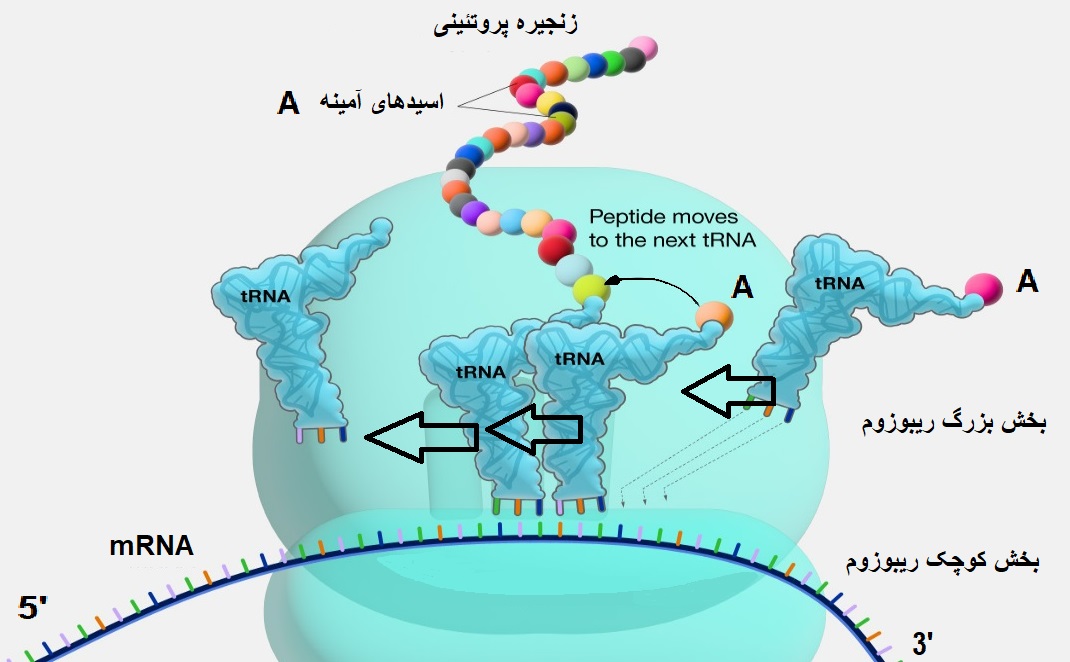 ژنتیک بخش چهارم ساخت پروتئین از روی ژن قسمت دوم